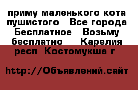 приму маленького кота пушистого - Все города Бесплатное » Возьму бесплатно   . Карелия респ.,Костомукша г.